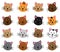 Vector Collection of Cute and Playful Cats