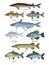 Vector collection of different kinds of freshwater fish