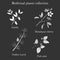 Vector collection of four hand drawn medicinal plants