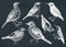 Vector collection of hand drawn birds illustrations on chalkboard. Passerine Birds isolated on white background. Hand drawings set