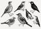 Vector collection of hand drawn birds illustrations in engraved style. Passerine Birds isolated on white background. Hand drawings