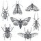 Vector collection of hand drawn insects, moth, butterfly, beetle, bug.