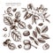 Vector collection of hand drawn nuts sketches. Vintage illustrations of walnut, hazelnut and almond. Botanical leaves, fruits, nut