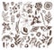 Vector collection of hand drawn perfumery materials and ingredients. Vintage set of aromatic plants, fruits, flowers, seeds, berri