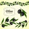 Vector collection of olive branch, black olives