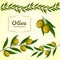 Vector collection of olive branch, green olives