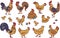 Vector collection set with roosters, hens, chicks and eggs