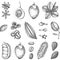 Vector collection of tonic and spicy plants. Hand drawn spices illustrations set. Vintage aromatic elements. Sketched flowers, lea