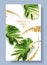 Vector color banner of alocasia tropic leaf