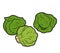 Vector color illustration, vegetables, Brussels sprouts