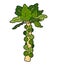 Vector color illustration, vegetables, Brussels sprouts