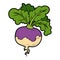 Vector color illustration, vegetables, turnip