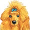 vector Color sketch of the dog red Poodle breed
