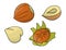 Vector colored hazelnut icon. Set of isolated monochrome nuts. Food line drawing illustration in cartoon or doodle style
