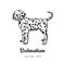 Vector colorful image depicting a cute dalmatian puppy dog