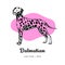 Vector colorful image depicting a cute female dalmatian dog standing