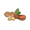 Vector colorful Nuts illustration, Peanut with leaves isolated, hand drawn illustration.