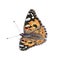 Vector Colorful Painted Lady Butterfly