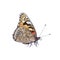 Vector Colorful Painted Lady Butterfly Side View