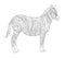 Vector coloring book for children and adults with striped cute zebra. White and black striped horse in the wild. Studying animals