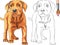 Vector Coloring Book of red Puppy dog Labrador Ret