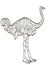 Vector coloring ostrich bird for adults