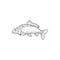 Vector common carp fish hand drawn sketch icon