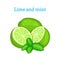 Vector composition of a citrus lime fruit and mint leaves. Green limes whole and cut. Group of tasty ripe tropical