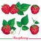 Vector composition with outline Raspberry or Rubus red berry and green leaves isolated on white background.