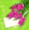 Vector congratulatory background of tulips and car