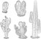 Vector contour drawings various desert cactuses