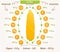 Vector corn infographics.