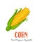 Vector corn vegetable