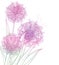 Vector corner bouquet of outline Allium giganteum or Giant onion flower in pastel purple isolated on white background.