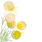 Vector corner bouquet with outline ball of craspedia or billy buttons dried flower in pastel yellow isolated on white background.