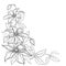 Vector corner bouquet with outline Clematis or Traveller`s joy ornate flower bunch, bud and leaves in black isolated on white.