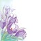 Vector corner bouquet with outline violet crocus or saffron flower and green leaf on the pastel background. Ornate floral bunch.