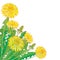 Vector corner bouquet with outline yellow Dandelion flower, bud and ornate green leaves isolated on white background.