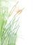 Vector corner bunch of outline Bulrush or reed or cattail or typha with leaves in pastel green on the white background.