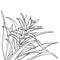 Vector corner bunch of outline tropical Guzmania or tufted airplant with flower and leaf in black isolated on white background.