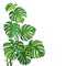 Vector corner leaf bunch with outline tropical Monstera or Swiss cheese plant in green isolated on white background.