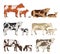 Vector cow and calf collection