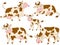 Vector Cows Set