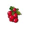 Vector cranberry hand drawn ripe berries bunch