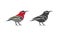 Vector of crimson sunbird design on white background. Easy editable layered vector illustration. Wild Animals