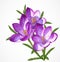 Vector Crocus Spring Flowers for your design.