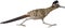 Vector cuckoo Greater Roadrunner Geococcyx californianus