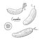 Vector cucumber hand drawn illustration in the style of engraving. Organic hand drawn elements. Farm market vegetables