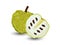 Vector Custard apple fruit isolated on white background
