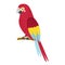 Vector cute African animal. Parrot.